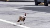 Video Shows Wild Turkey Viciously Attack Parked Audi Convertible