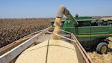 La Jornada: Carece de sustento la prohibición de México al maíz transgénico: EU