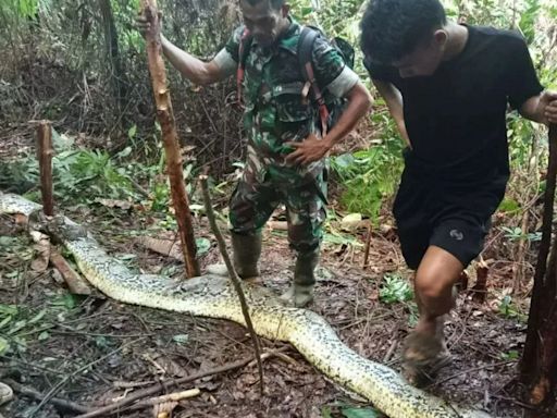 Woman eaten by 30ft python as husband finds her 'head first in snake's mouth'