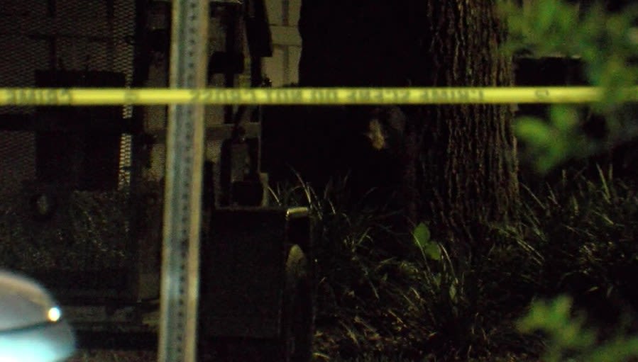 Bear remains in Hillsborough neighborhood, goes up 2nd tree