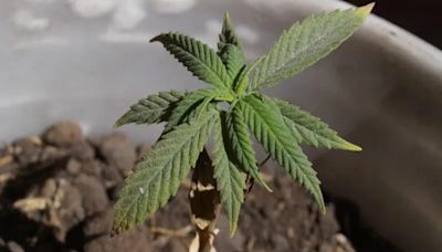 大麻政策轉彎 泰副總理：針對醫療用途立法