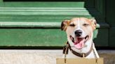 Should I Get a Dog? 7 Questions to Ask Yourself Before Bringing Home a Pup