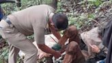 Woman found chained to tree in Maharashtra forest with US passport