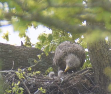 Two white-tailed eagle chicks fledge in success for English reintroduction bid