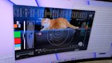 NASA uses laser to send video of a cat 19 million miles back to Earth