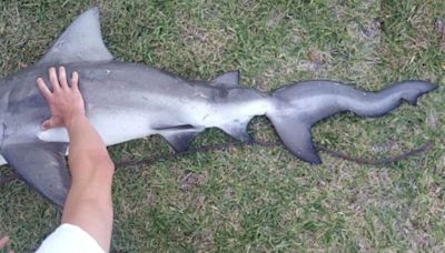 Florida Fisherman Reels In Weird, ‘Squiggly’ Bull Shark