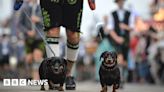 Stay! Germany denies reports of sausage dog ban