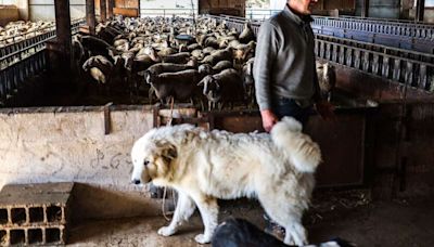 Dans l’Aveyron, le préfet autorise l’abattage des chiens errants et ulcère les associations