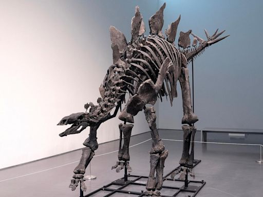 Stegosaurus skeleton, nicknamed 'Apex,' sells for record $44.6M at Sotheby's auction