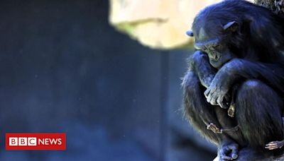 Chimpanzé em zoo da Espanha se recusa a soltar filhote que morreu há três meses