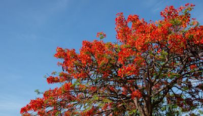 El árbol originario de Madagascar que da sombra, tiene hermosas flores y no levanta tu banqueta