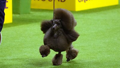 Meet Sage, the winner of the 2024 Westminster Dog Show
