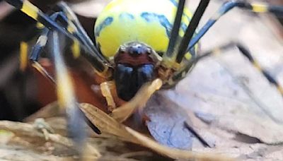 Joro spider photos: Get up close and personal as they trek north