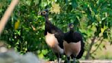 Indonesian maleo conservation faced setbacks due to development and plans for a new capital city