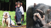 《阿笨與阿占》猩猩「阿笨」拍檔相繼離開 當年被提早退休下半生困於籠中