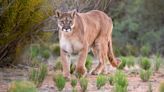 1st fatal California mountain lion attack in 20 years leaves 1 man dead and his brother injured