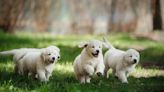 Golden Retriever Puppies Named After 'Bluey' Characters Can't Get Enough of the Show