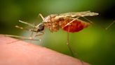 First locally acquired malaria case reported in Maryland in decades