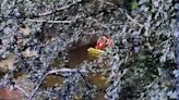 Police search Stoke canal for 'human hand'