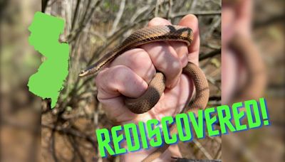 Hey New Jersey! This Skinny Brown Snake is Coming Back After 50 Years - Don't Kill It!