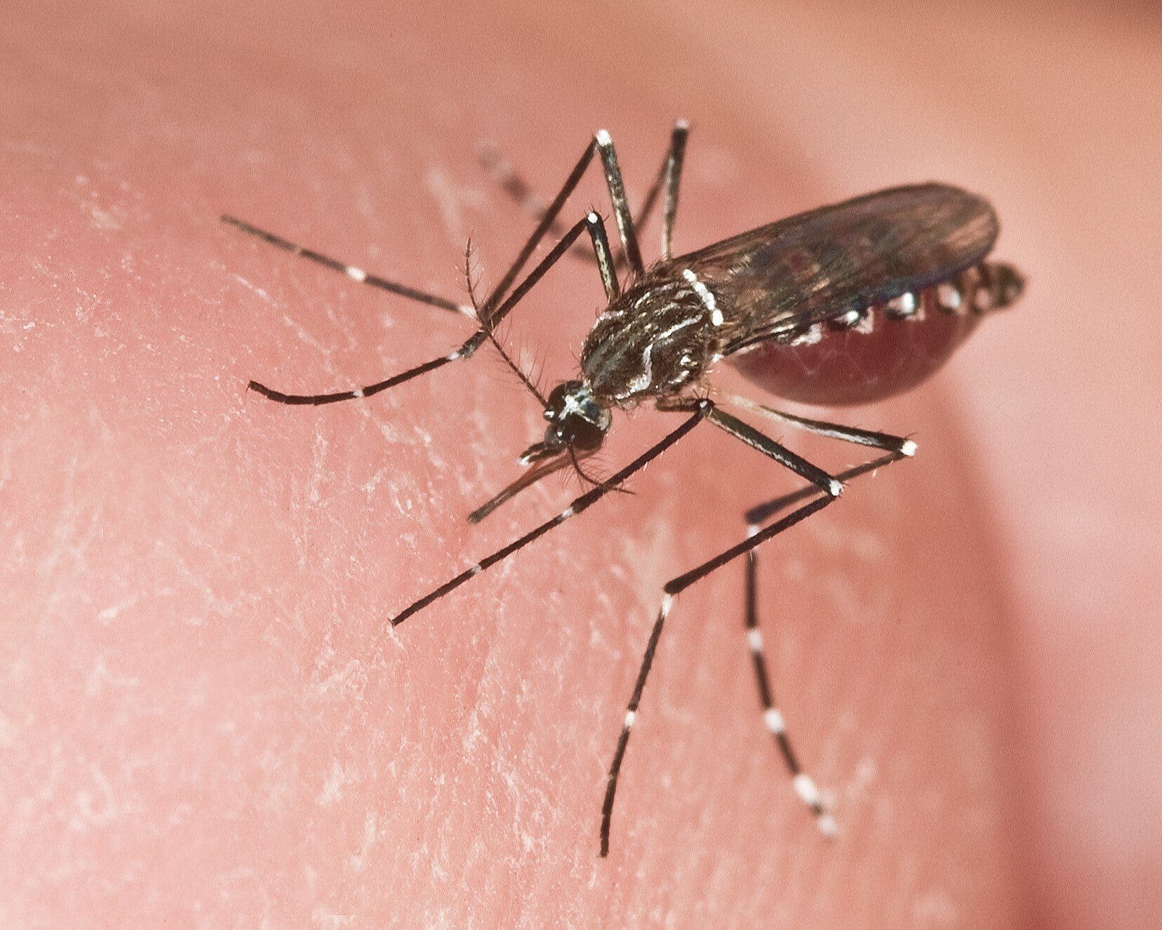 Health department confirms case of dengue fever in Palm Beach County