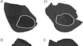 驚喜發現！澳洲100萬年前有三種新型「單孔目」動物