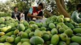 Pakistan farmers pin poor mango crop on climate change | FOX 28 Spokane