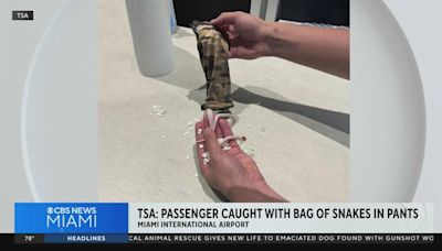 Detienen a hombre en el Aeropuerto de Miami con serpientes ocultas en los pantalones