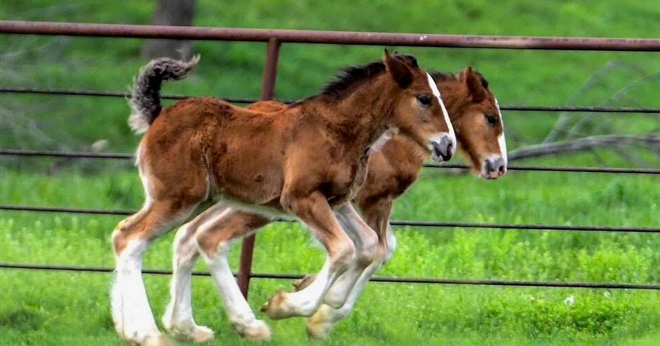 Warm Springs Ranch welcomes 15 new foals