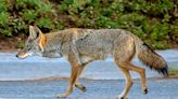 Dad Rescues 2-Year-Old Daughter from Coyote Attack in Their Front Yard