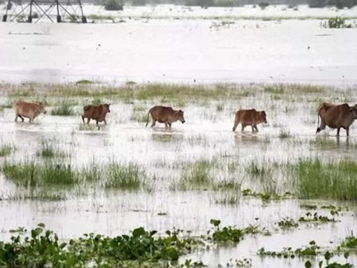 Assam floods: 131 wild animals, including 6 rhinos, dead in Kaziranga National Park