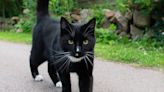 Watch: Tuxedo Cat Hops in a Golf Cart As If He Expected a Ride