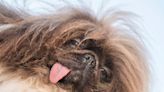 A Pekingese from Oregon is crowned World’s Ugliest Dog