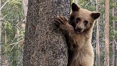 California wildlife officials investigate report of young bear shot near South Lake Tahoe