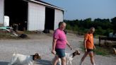 The GOATs: Vanderburgh County sisters work together, win big in fair goat shows