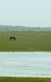 The Wild Ponies of Chincoteague