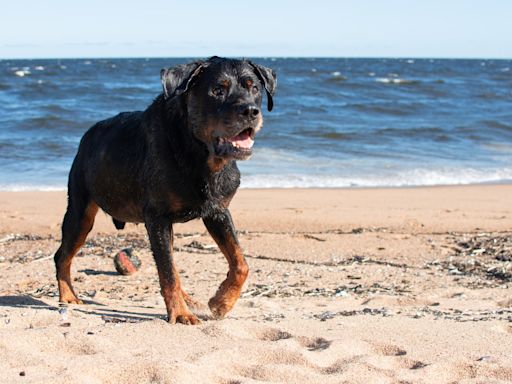 Rottweiler Mom in Australia Warns Everybody to Beware of ‘Sharks'