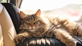 Un estudio reveló cuáles son los gatos que viven más