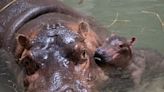 Fritz or Ferguson? Cincinnati Zoo narrows down baby hippo name to final 2