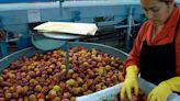 Qué puede pasar con las exportaciones agropecuarias en el segundo semestre | Fincas