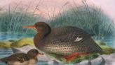 Ancient DNA from an extinct native duck reveals how far birds flew to make New Zealand home - EconoTimes