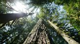 Trump-era rule change allowing the logging of old-growth forests violates laws, judge says