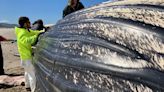 Humpback whale washed up in Nehalem Bay State Park was likely hit by ship