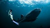 Increíble encuentro en El Hierro con un tiburón ballena, el pez más grande del mundo