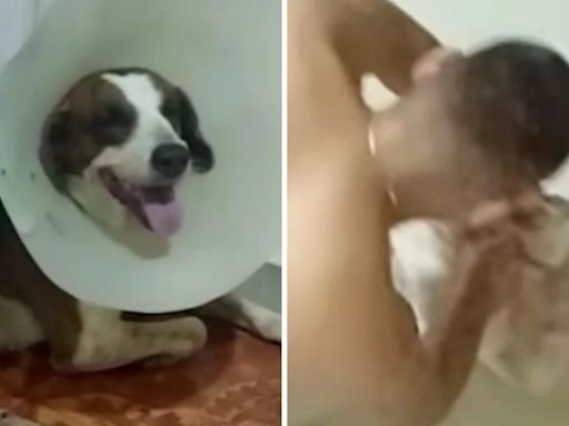 Mientras violaba a una perra, grabaron en video a un hombre en Florencia, Caquetá