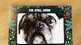 Family forgot their elderly dog on a Christmas card. The responses were hilarious