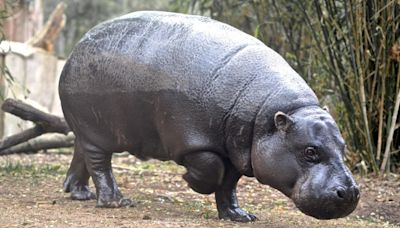 Wildlife Park’s Sneaky Way of Getting Baby Hippo Onto the Scale Is Too Cute