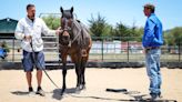 Equine therapy program helps Central Coast veterans heal from trauma, gain work experience