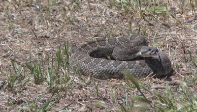 Rattlesnake s-s-safety: How to share our Colorado parks and open spaces with this slithering hazard