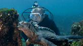 Marine Iguana Found in Galapagos Islands Looks Like a Real-Life Godzilla